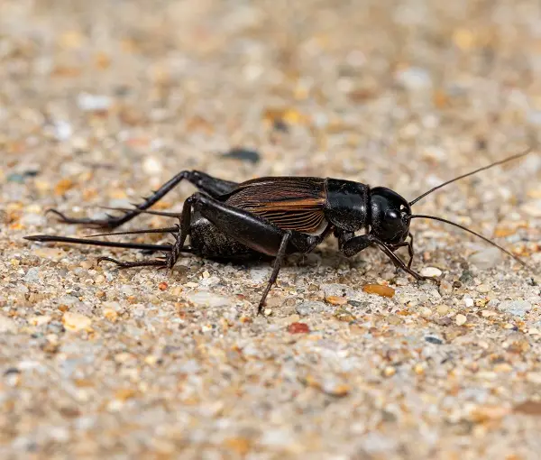 Paper Wasp Control Services