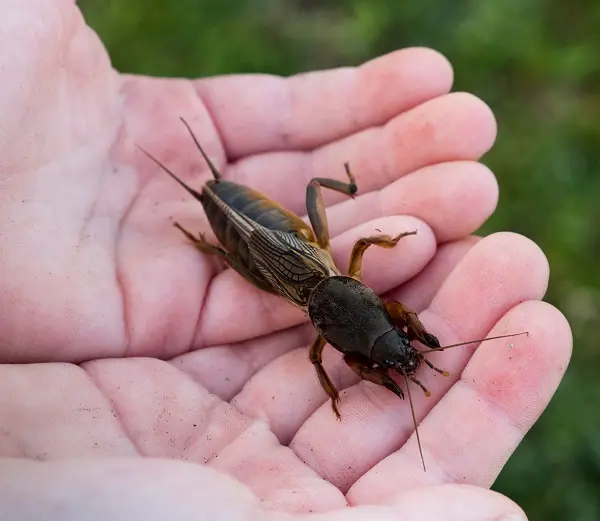 Paper Wasp Control Services