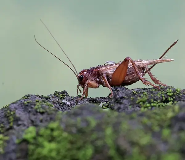 Paper Wasp Control Services