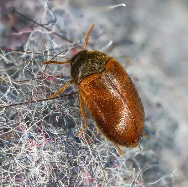 beetle pest control lower merion