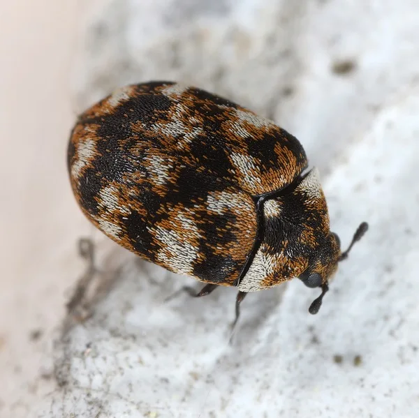 beetle removal lower merion