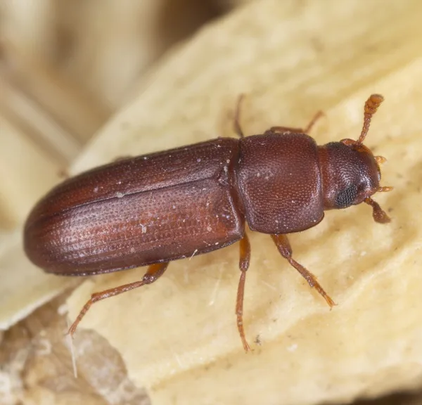beetle exterminator lower merion