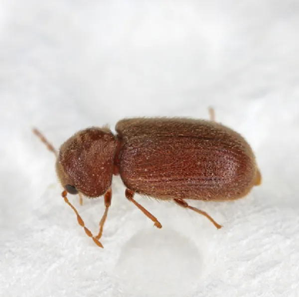 beetle pest control in lower merion