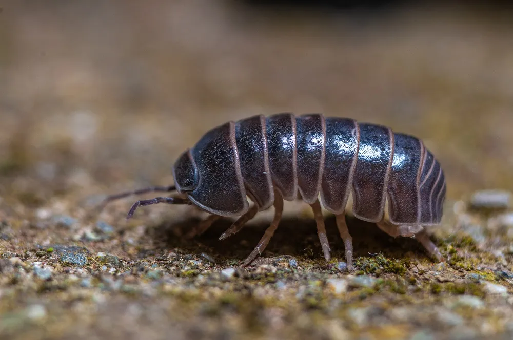 pill bug control lower merion
