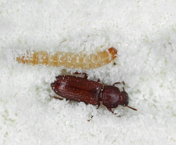 Grain and Flour Beetles