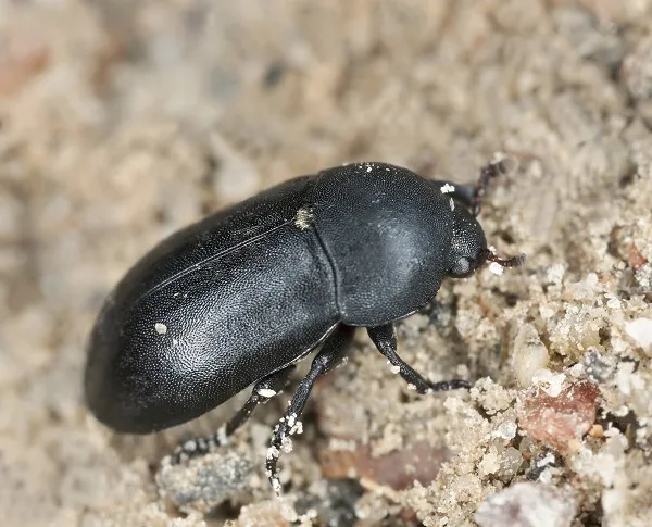 Dermestid Beetles