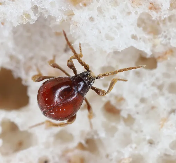 Spider Beetles