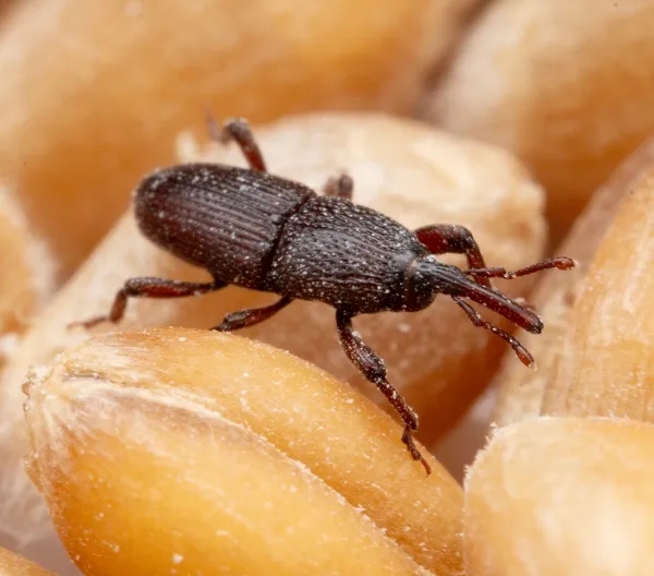 Grain Weevils