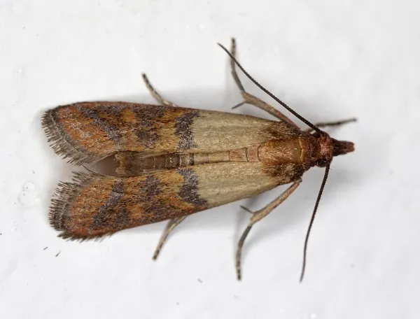 Flour Moths