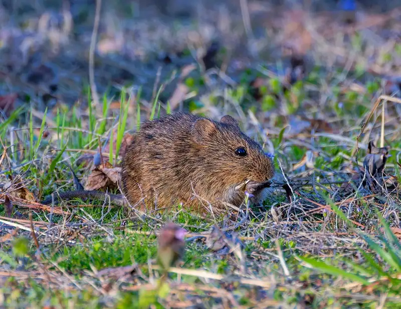 Norway rat, also known as a brown rat, outdoors in grass, used for rodent pest control services.