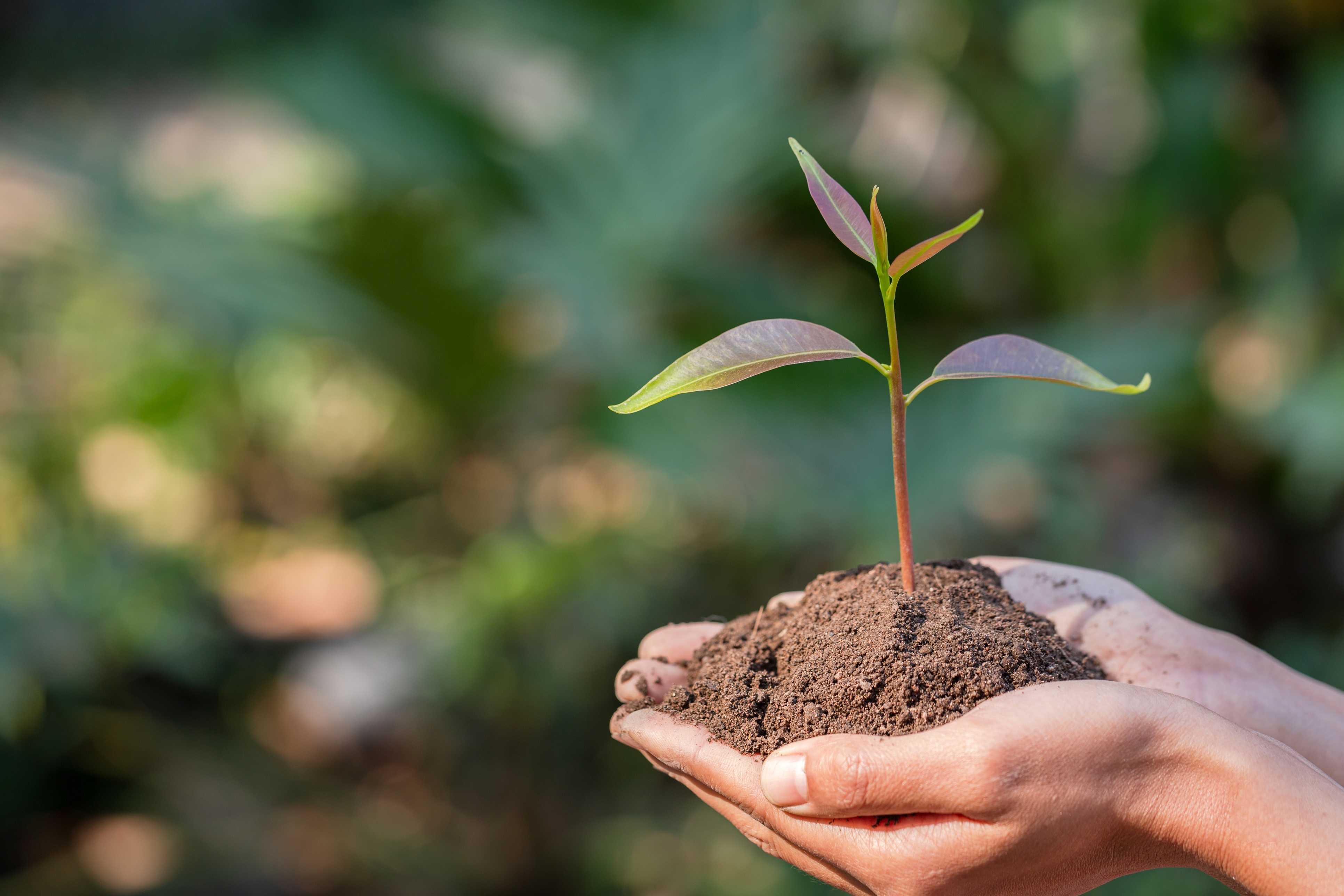Hands gently holding a young growing plant