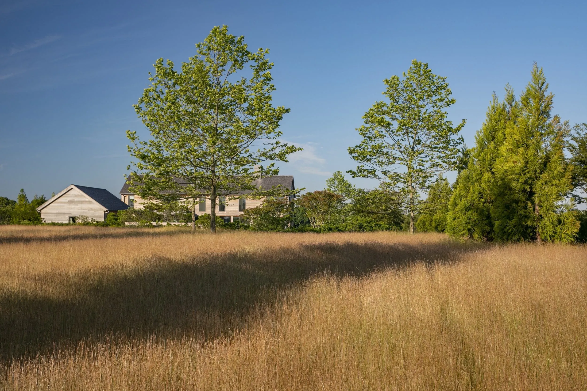 A house partially hidden behind tall grass with two leafy trees and a blue sky.