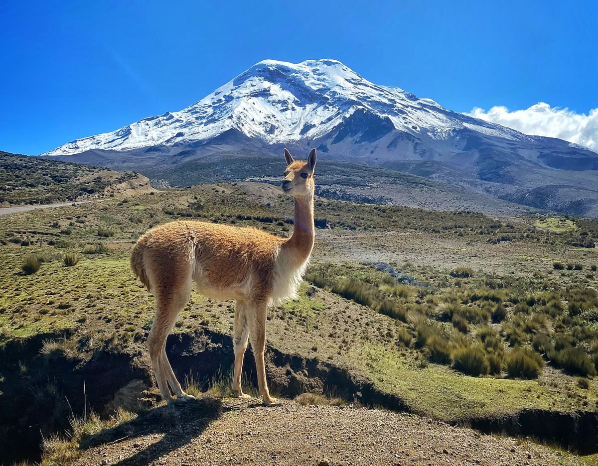 Vicuña en el Volcán Chimborazo