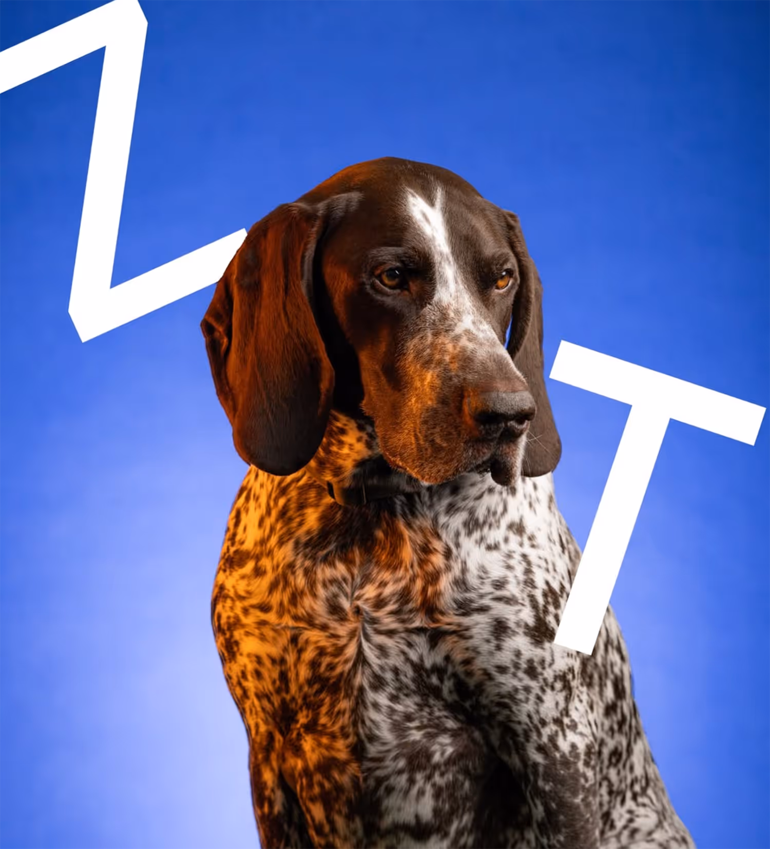 Lt. Dan Zoo-Thérapeute Chien 