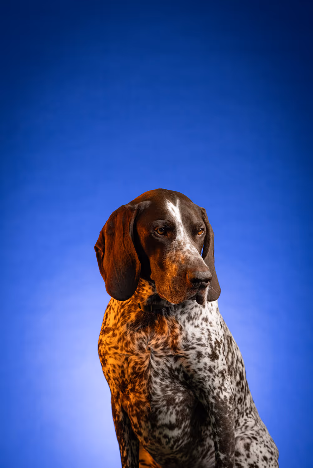 Dan