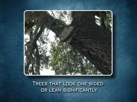Disaster resistant landscaping