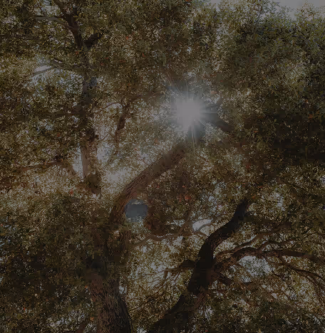 light through tree canopy