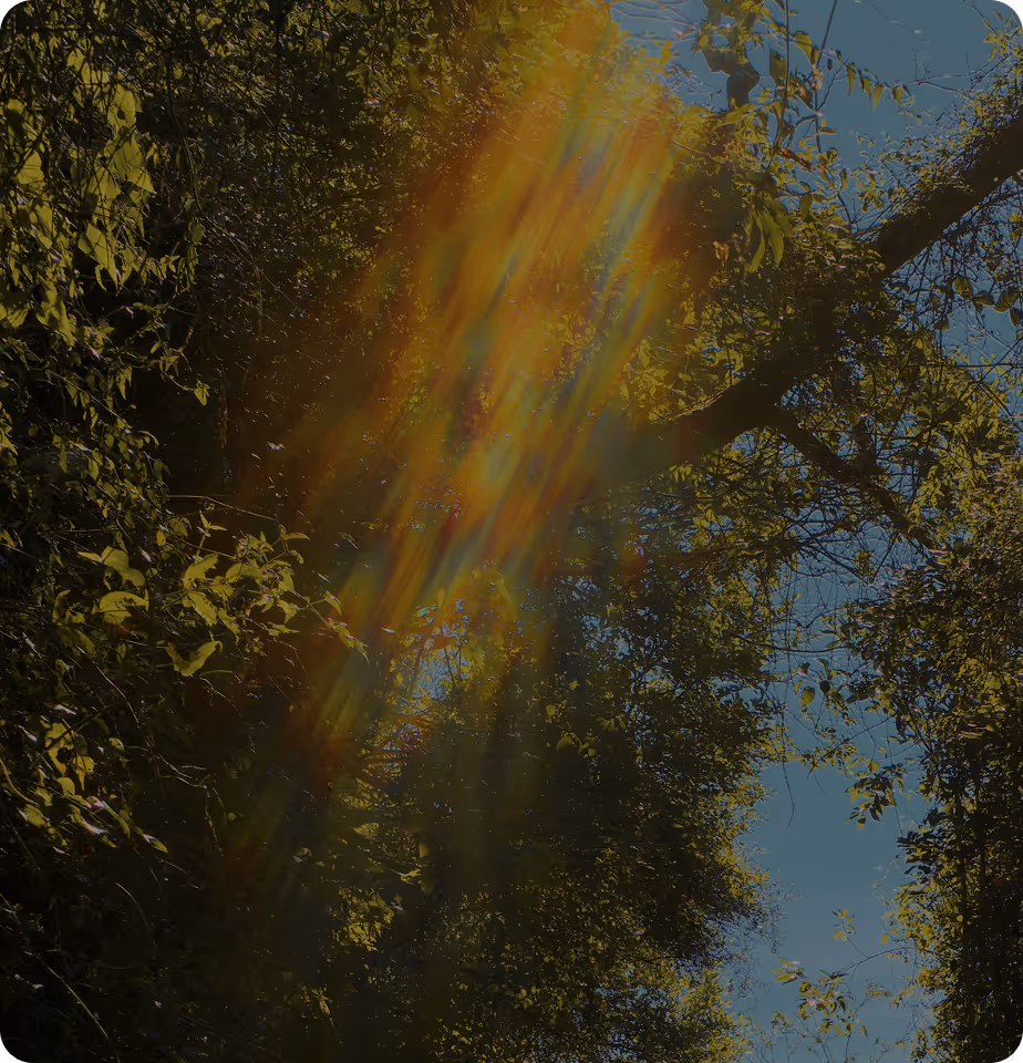 light flare in tree canopy