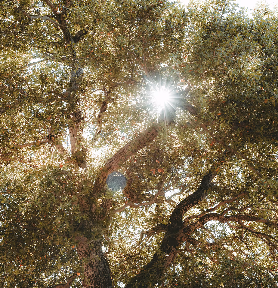 Daylight poking through tree canopy