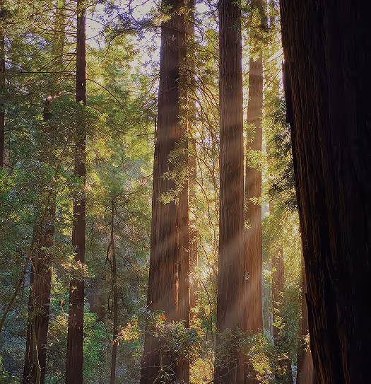 Light through forest