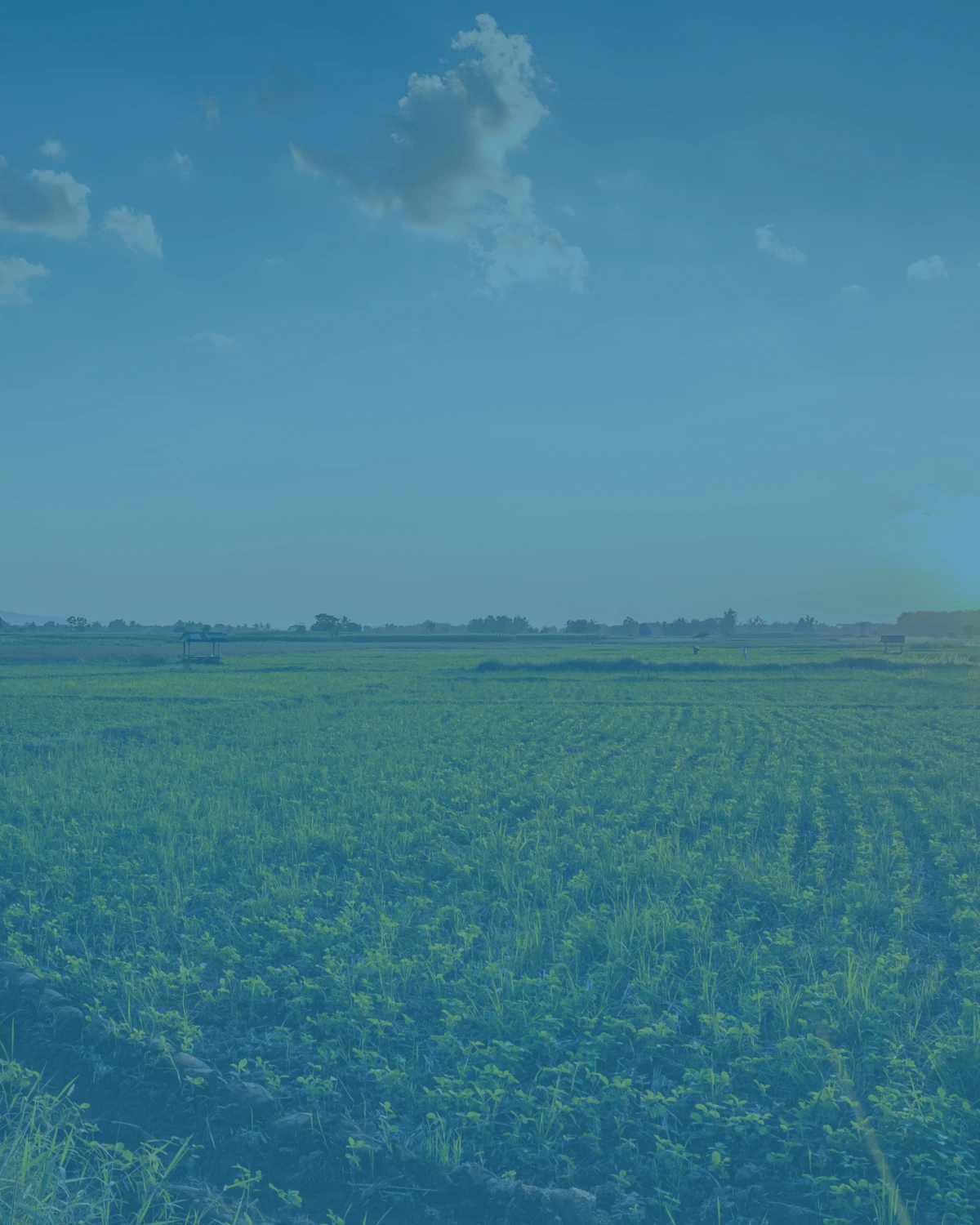 White Paper: US Agriculture: Industry Risk Analysis