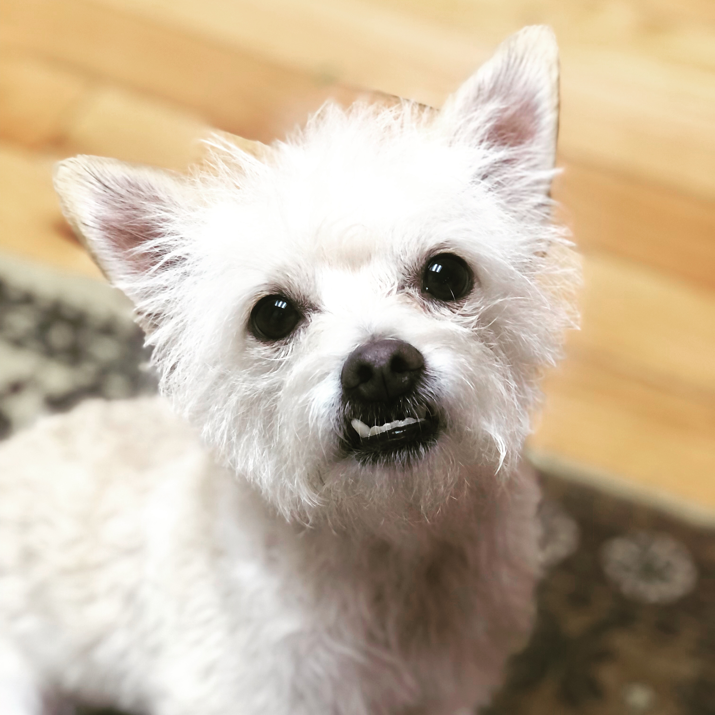 Tugboat (dog) with snaggletooth sticking out