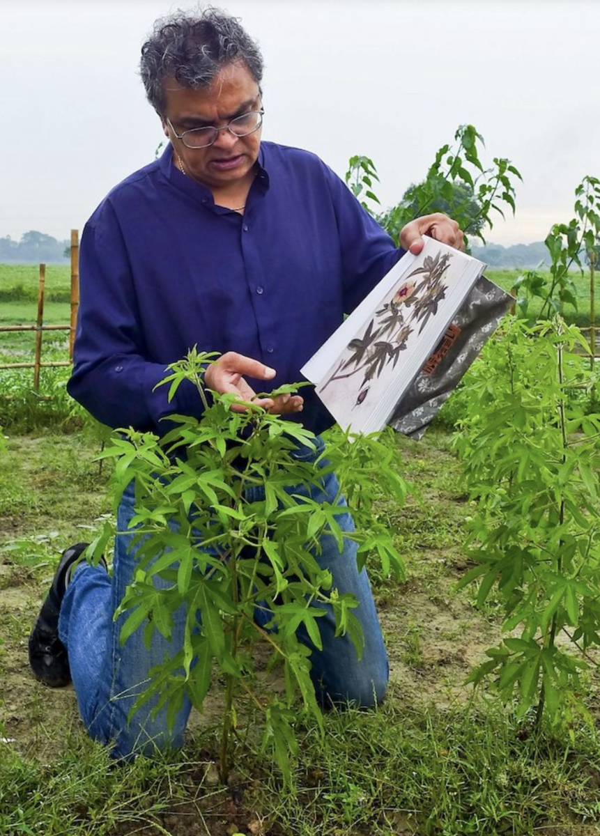 Resurrected phuti karpas cotton plants look identical to the kind used to grow Dhaka muslin hundreds of years ago (Credit: Drik/ Bengal Muslin)