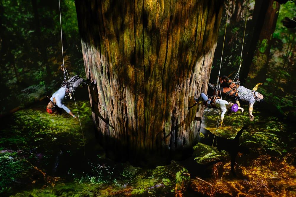 Actors rapel from a tree on the set of Redwood on Broadway