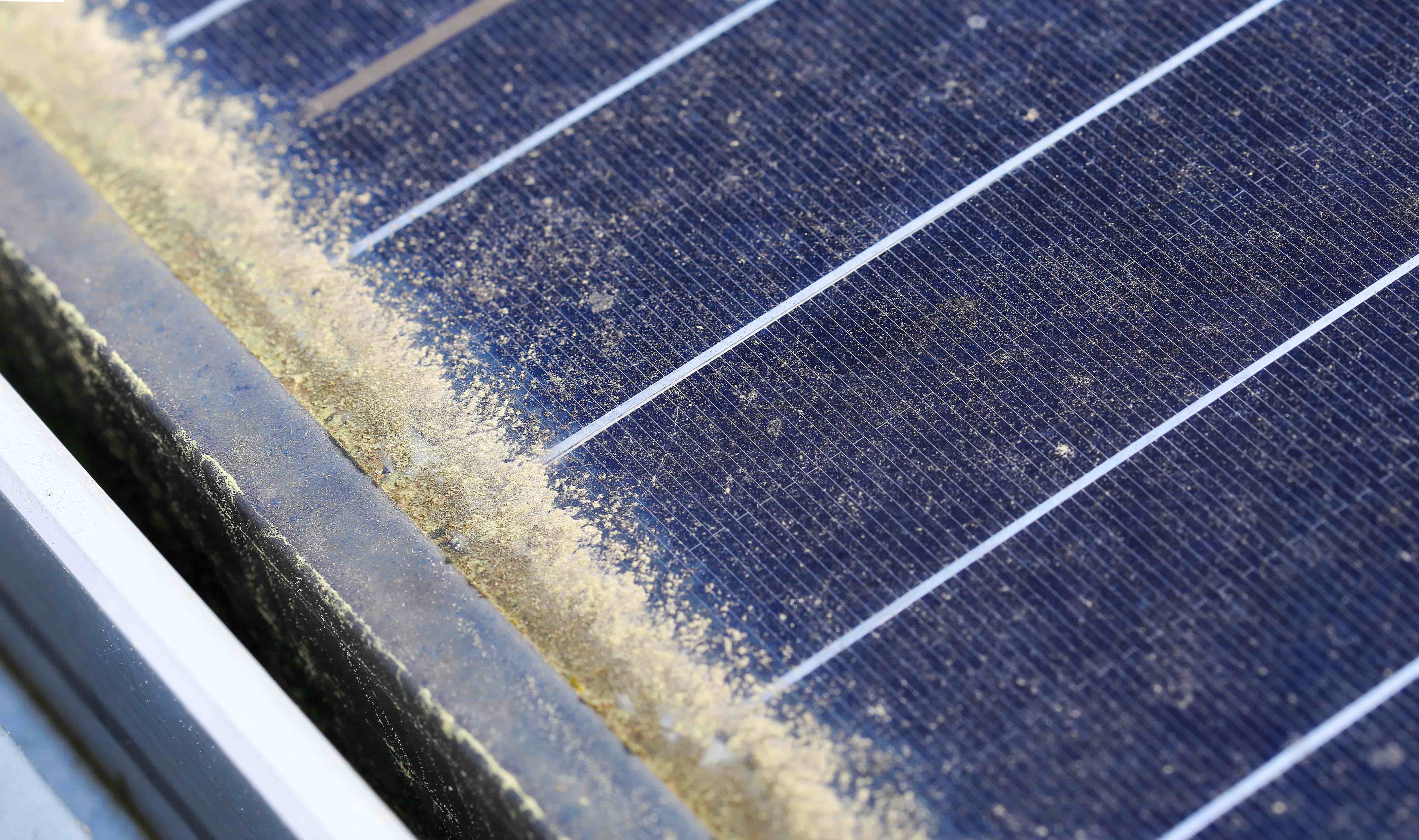 Pollen on solar panel.