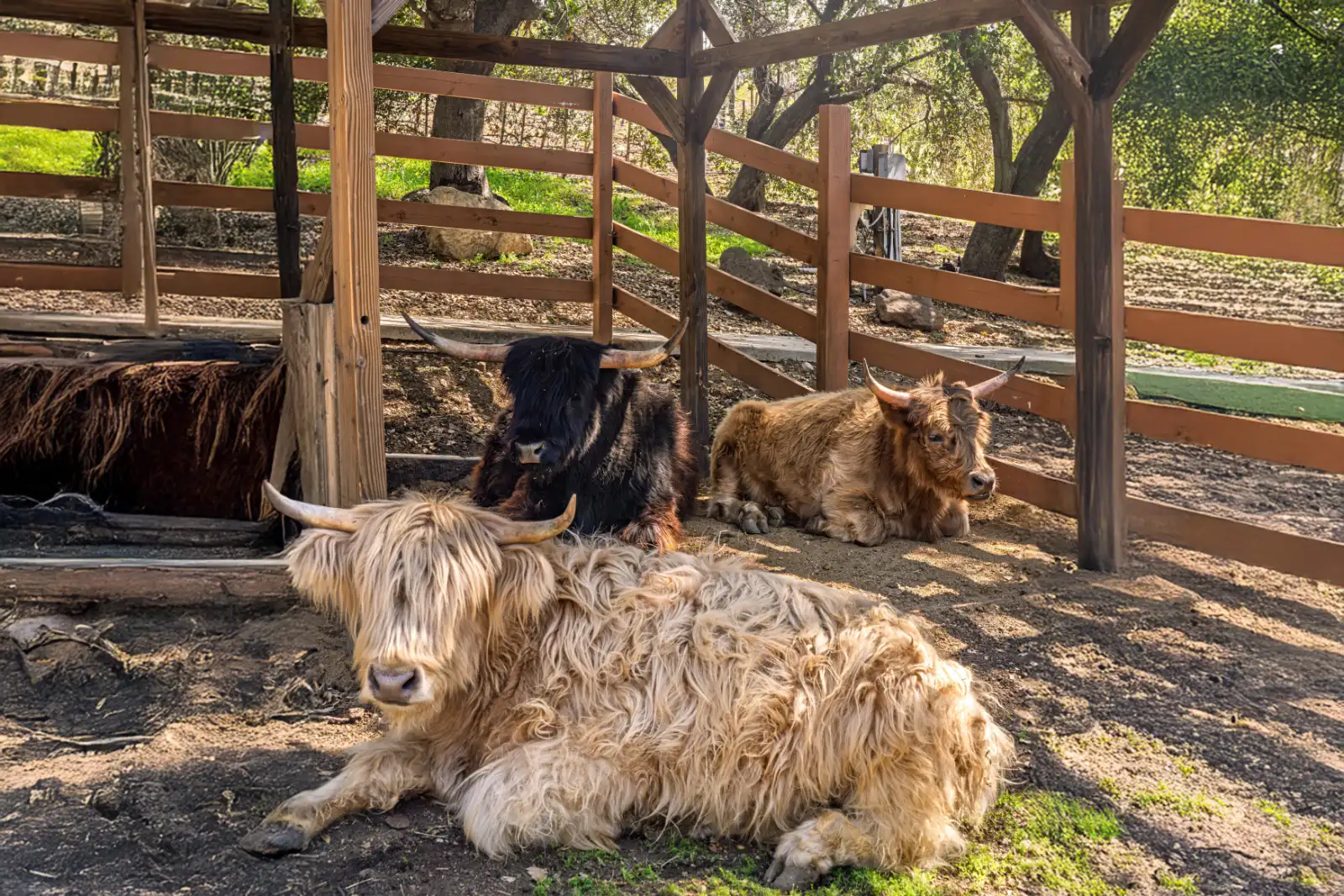 Highland cattle resting in a shaded enclosure at Calamigos Ranch Resort & Spa, highlighting the natural ranch setting and unique on-site experiences in Malibu.