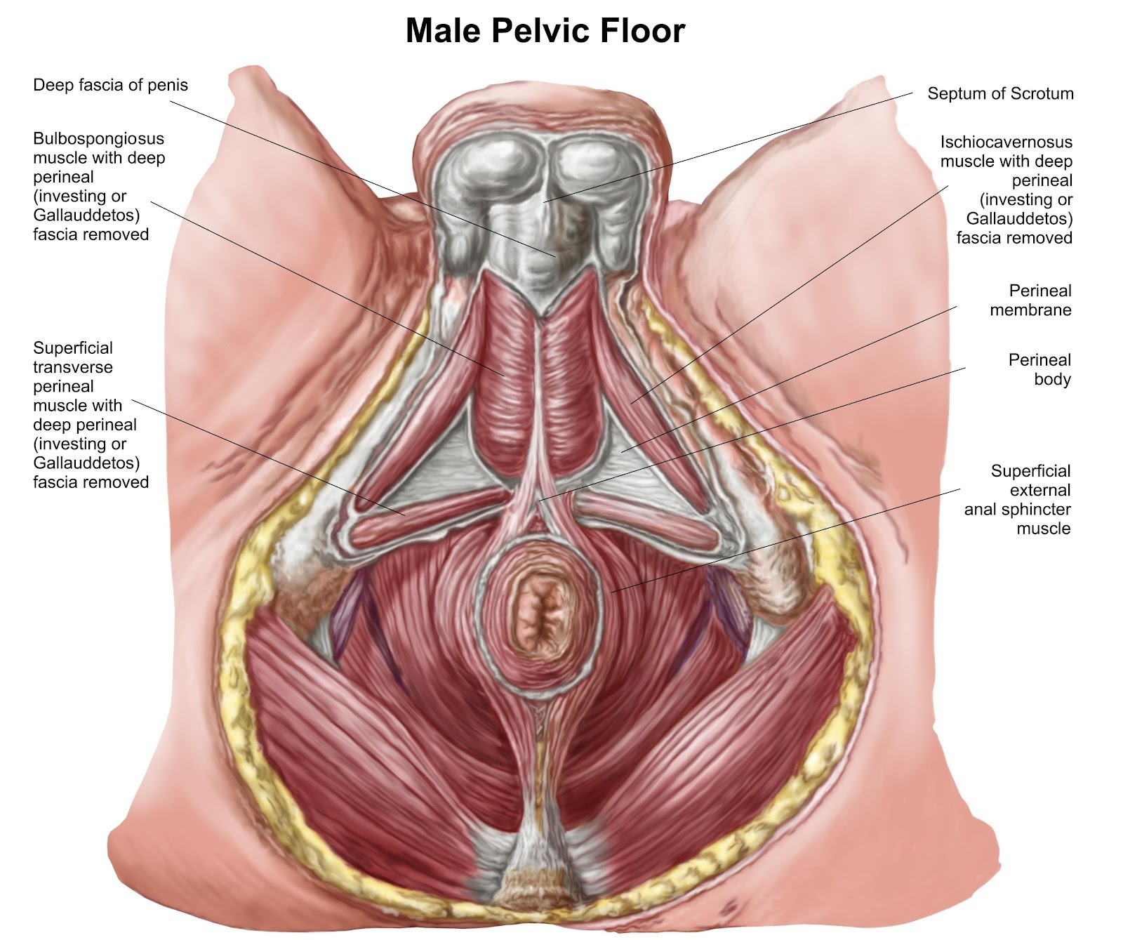 the human pelvic floor anatomy, AI generated