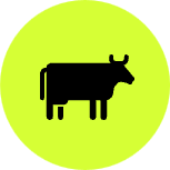 Cow illustration