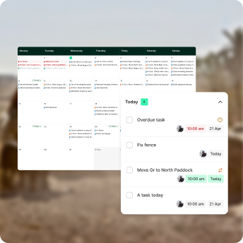 Calendar and daily views