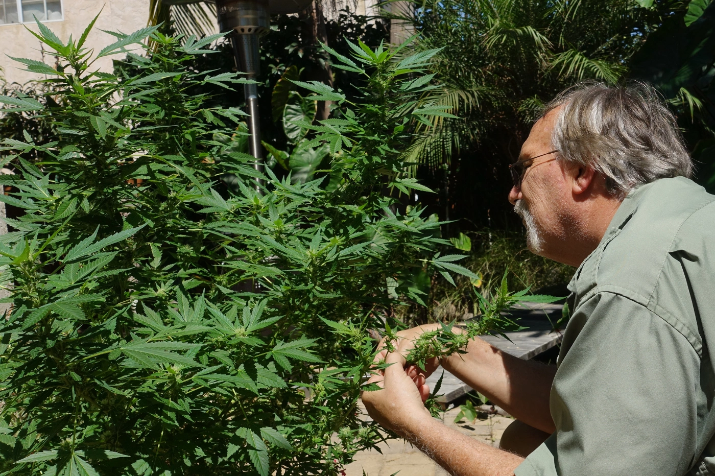 Homme qui regarde sa plante de cannabis