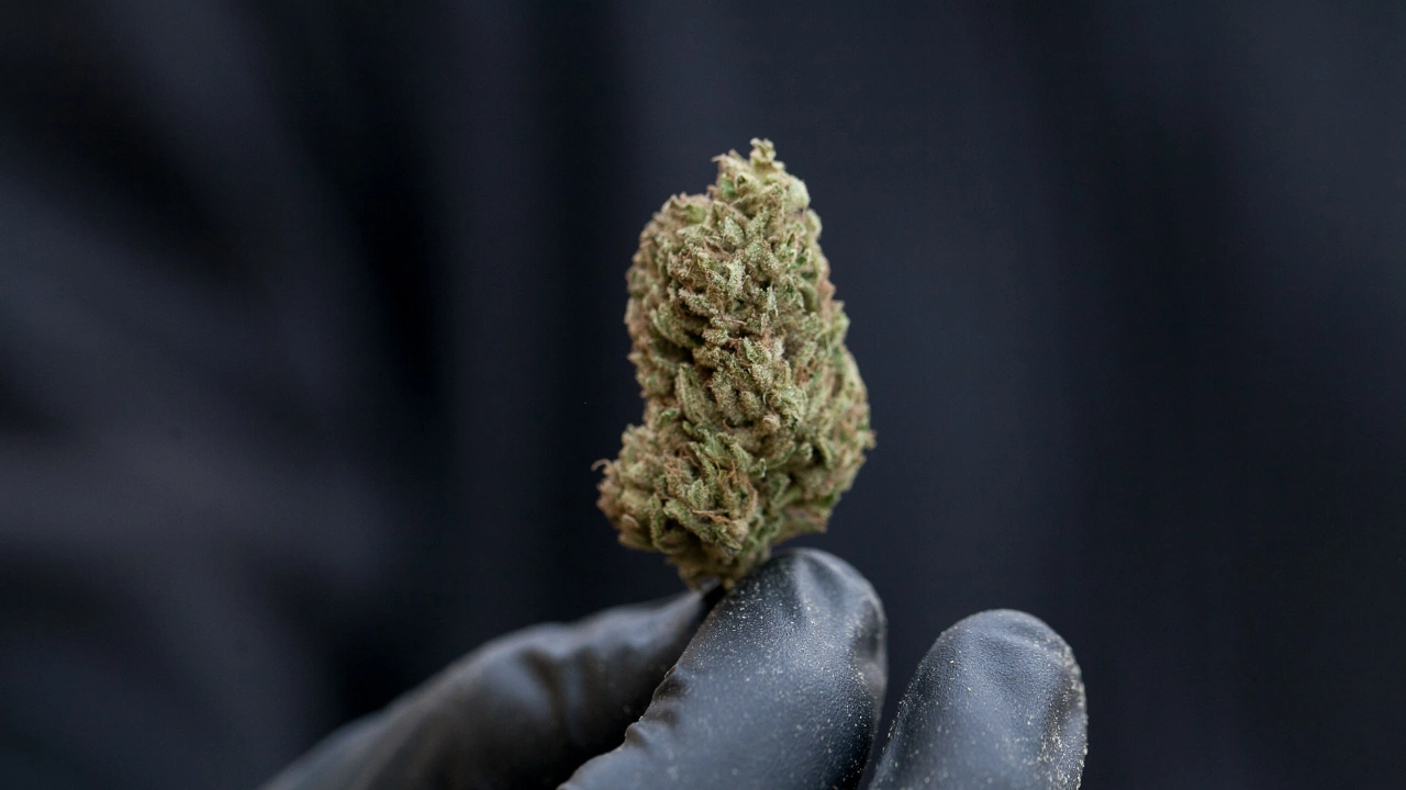 Selección de las mejores flores CBD con cogollos premium de diferentes variedades