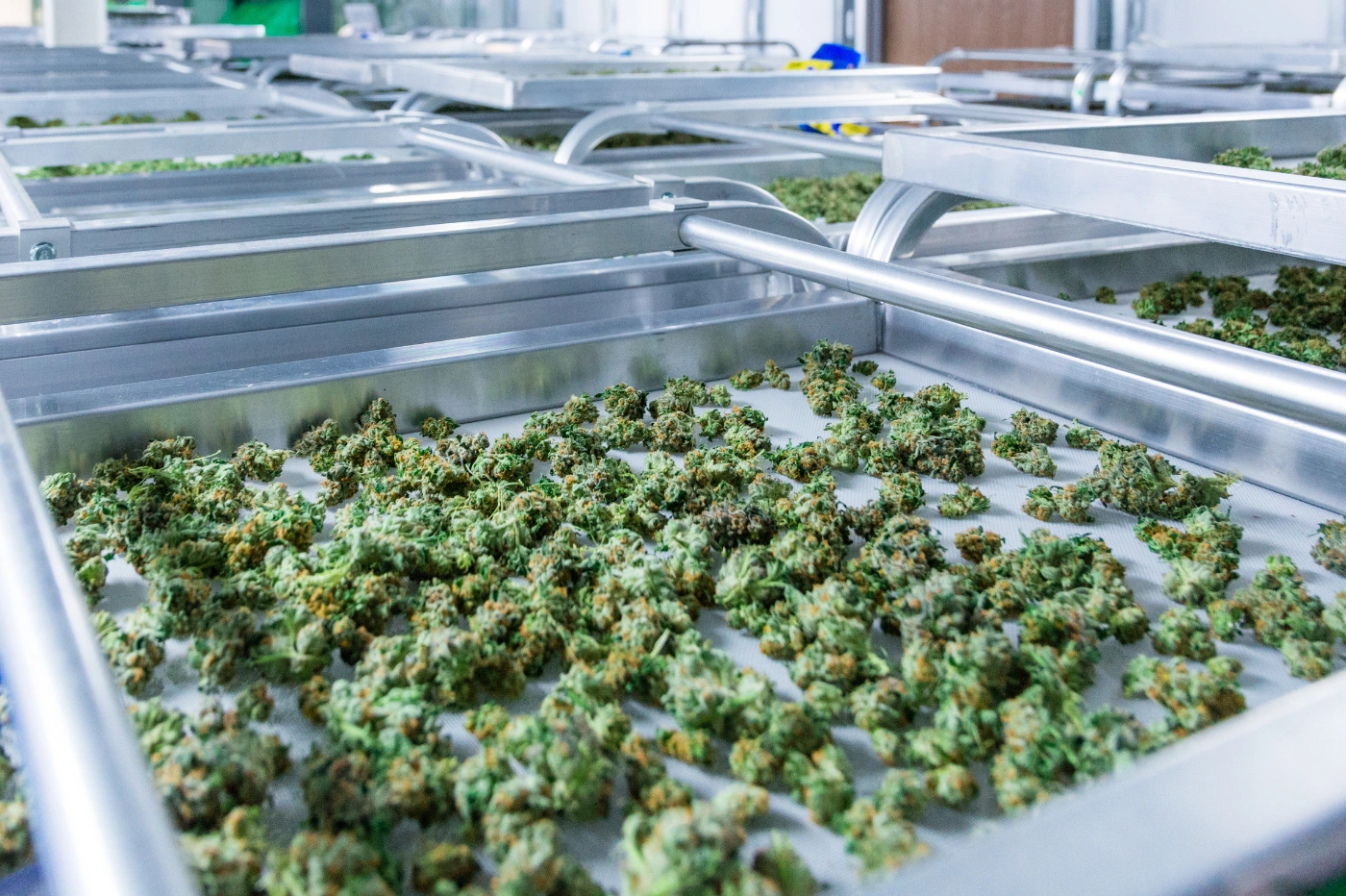 Fleurs de CBD en train de sécher