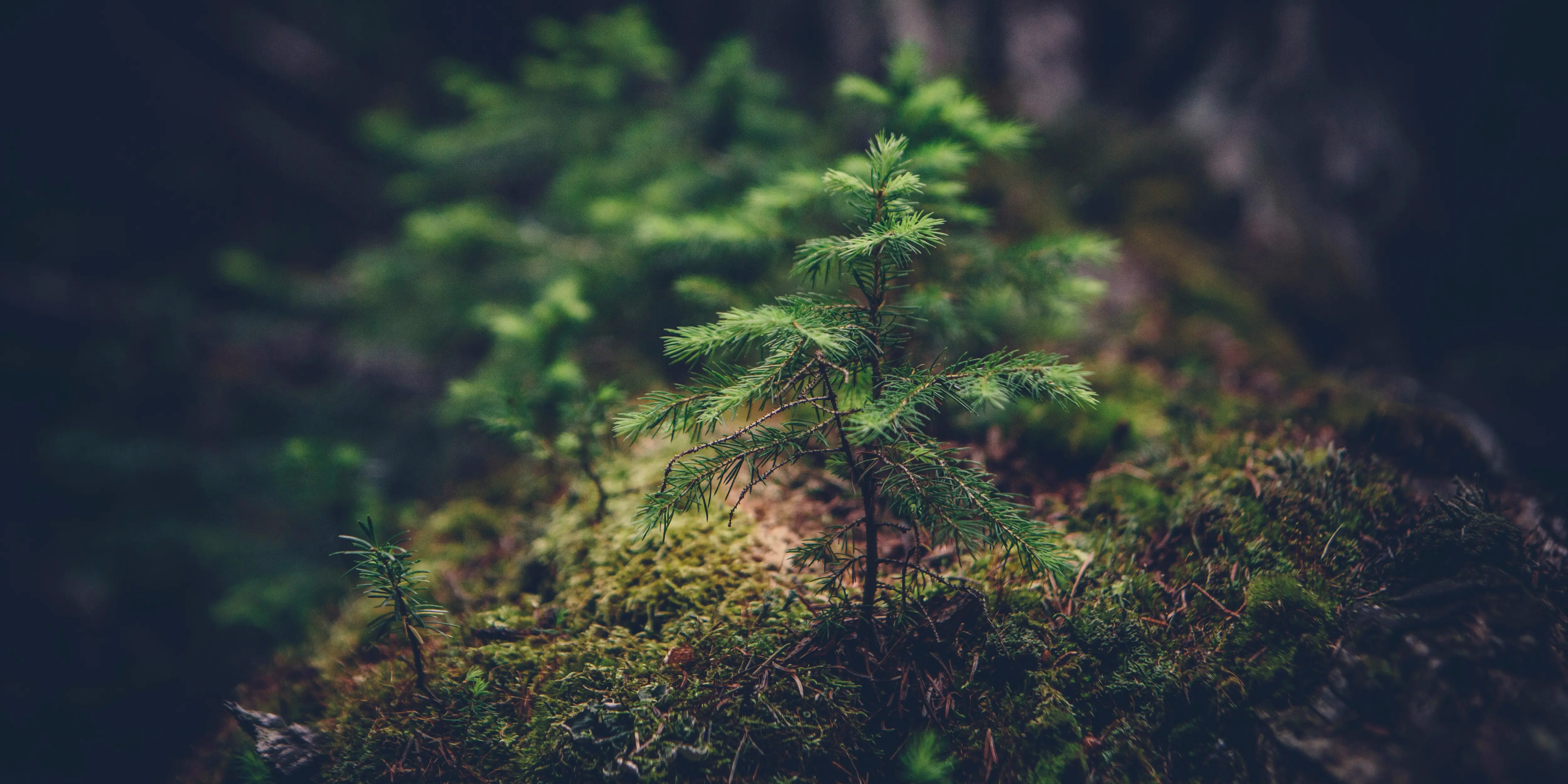 Self-Care, the Fallacy of Reductionism, and Something to  Be Said for an N of 1