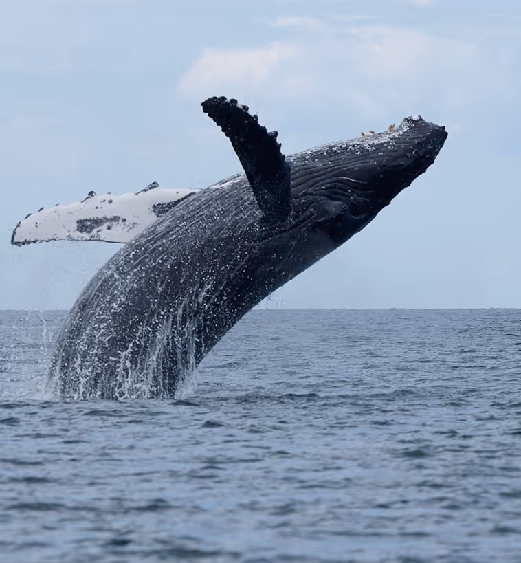 A humpback whale breaching the surface of the sea