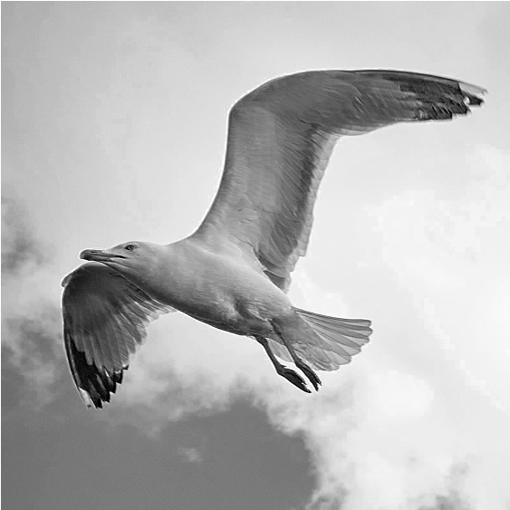 Gaviota volando en el cielo