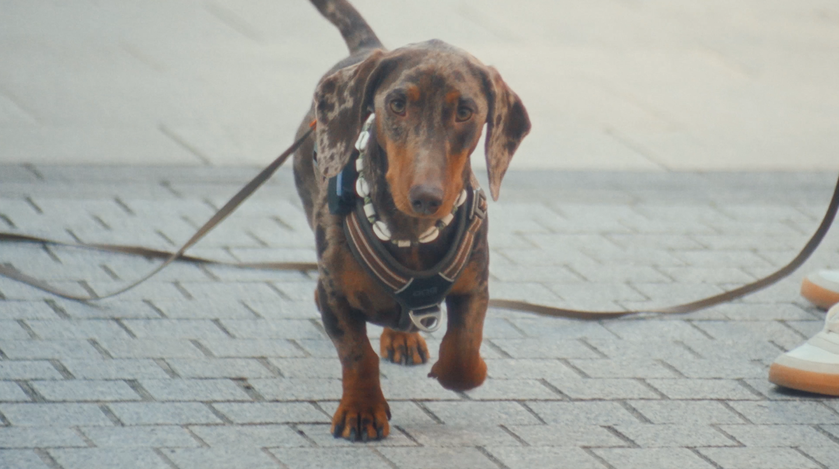 Yvonne & Pierrette - La Vida Locale I