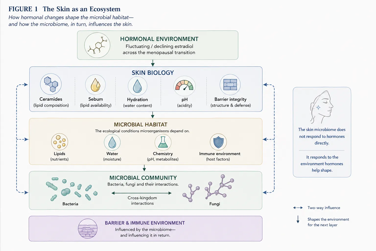 BeMediq diagram showing how hormonal changes across the menopausal transition may shape skin biology, the microbial habitat and interactions between the skin microbiome, barrier and immune environment.