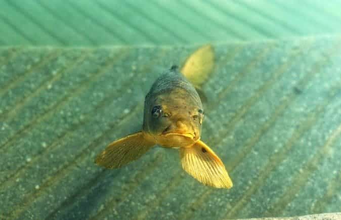 Amazon business isn't the prettiest fish