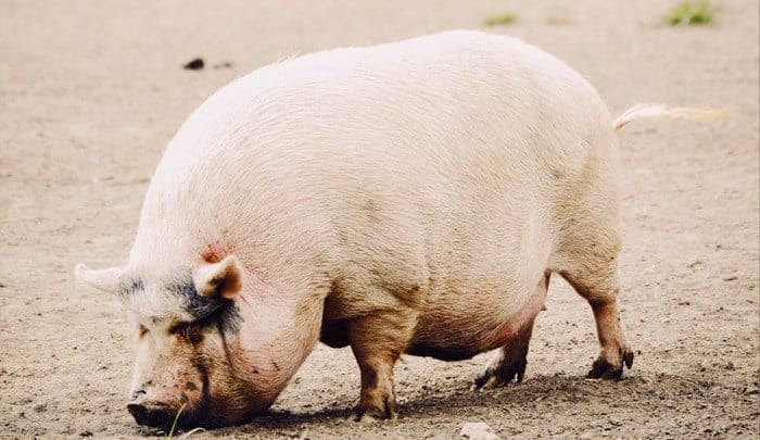 Fatten margins Gorilla ROI