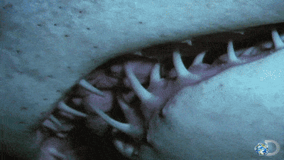 Cannibalize sales Gorilla ROI