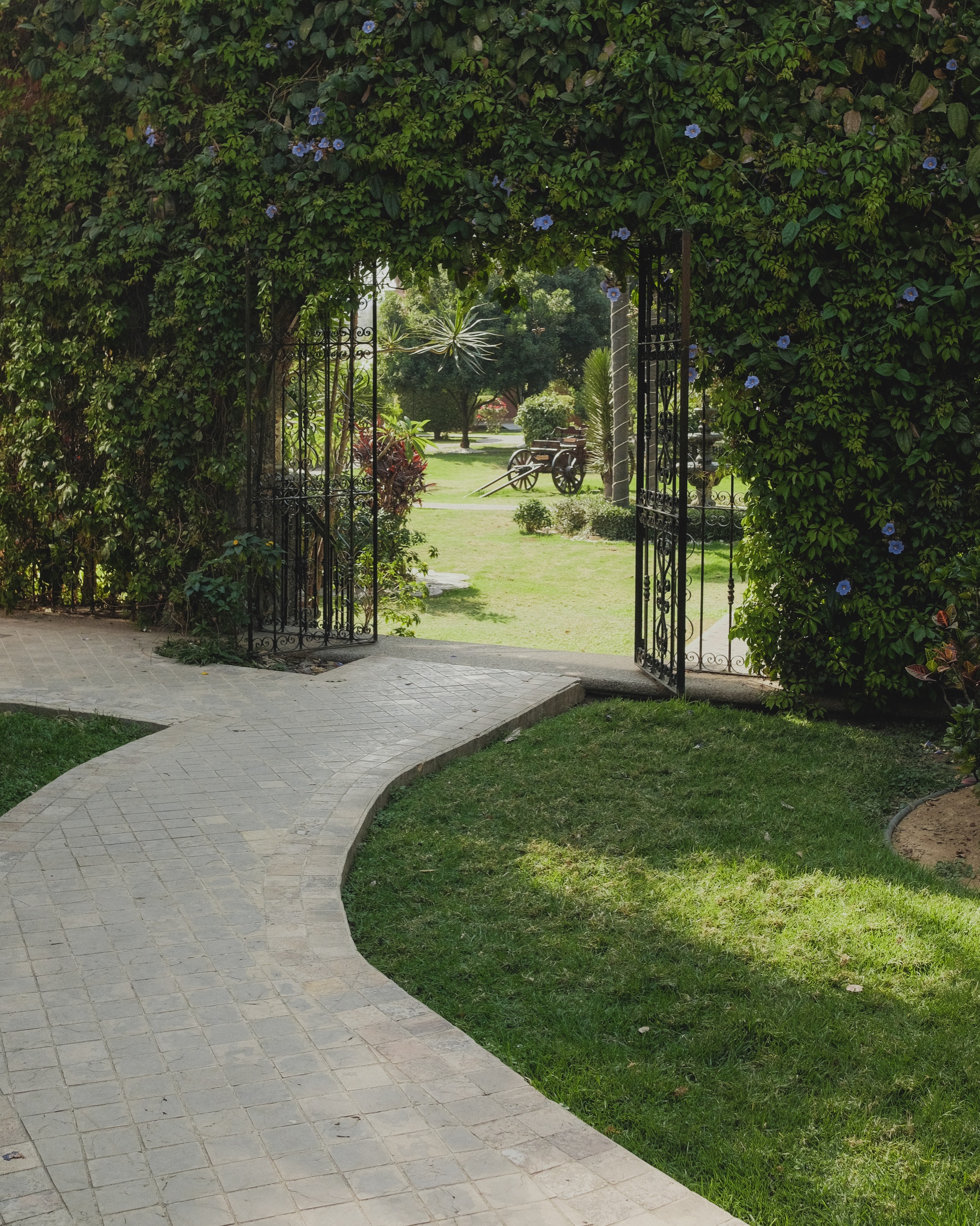 Jardines y lirios
