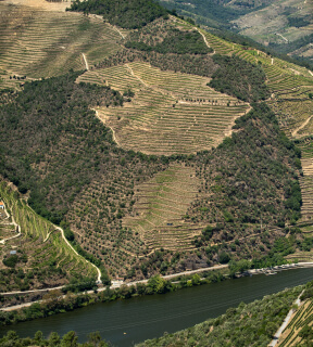 Galeria Quinta das Carvalhas, vinho do douro, vinhas velhas