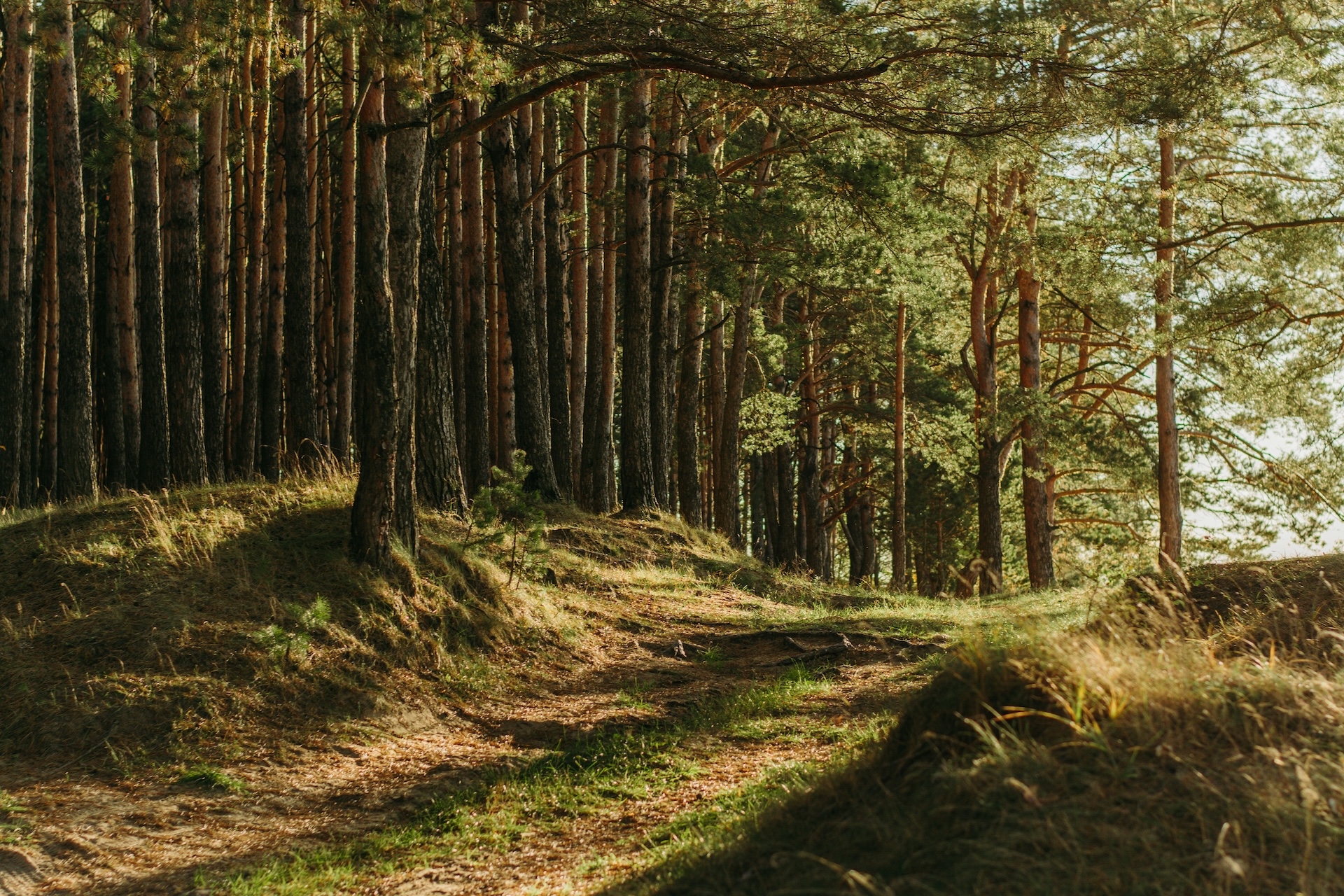 Sentier forestier ensoleillé au cœur d'une pinède, typique des Bois de la Julienne et des espaces verts proches du Clos des Arts à Cheratte.