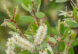 - Óleo Essencial Melaleuca (Tea Tree) WNF: Pesquisas indicam que o óleo de melaleuca (tea tree) é eficaz no combate à acne devido às suas propriedades antibacterianas e anti-inflamatórias, ajudando a reduzir as lesões e a inflamação associada à condição da pele.