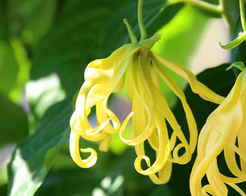 Gosto muito de usar, para equilibrar os hormônios, a sinergia: 1 gota de óleo essencial de ylang-ylang, 1 gota de óleo essencial de gerânio ou palmarosa, 1 gota de óleo essencial de laranja doce e 1 gota de óleo essencial de lavanda, isso tudo sempre misturado com o creme neutro, se você não gosta de óleo.