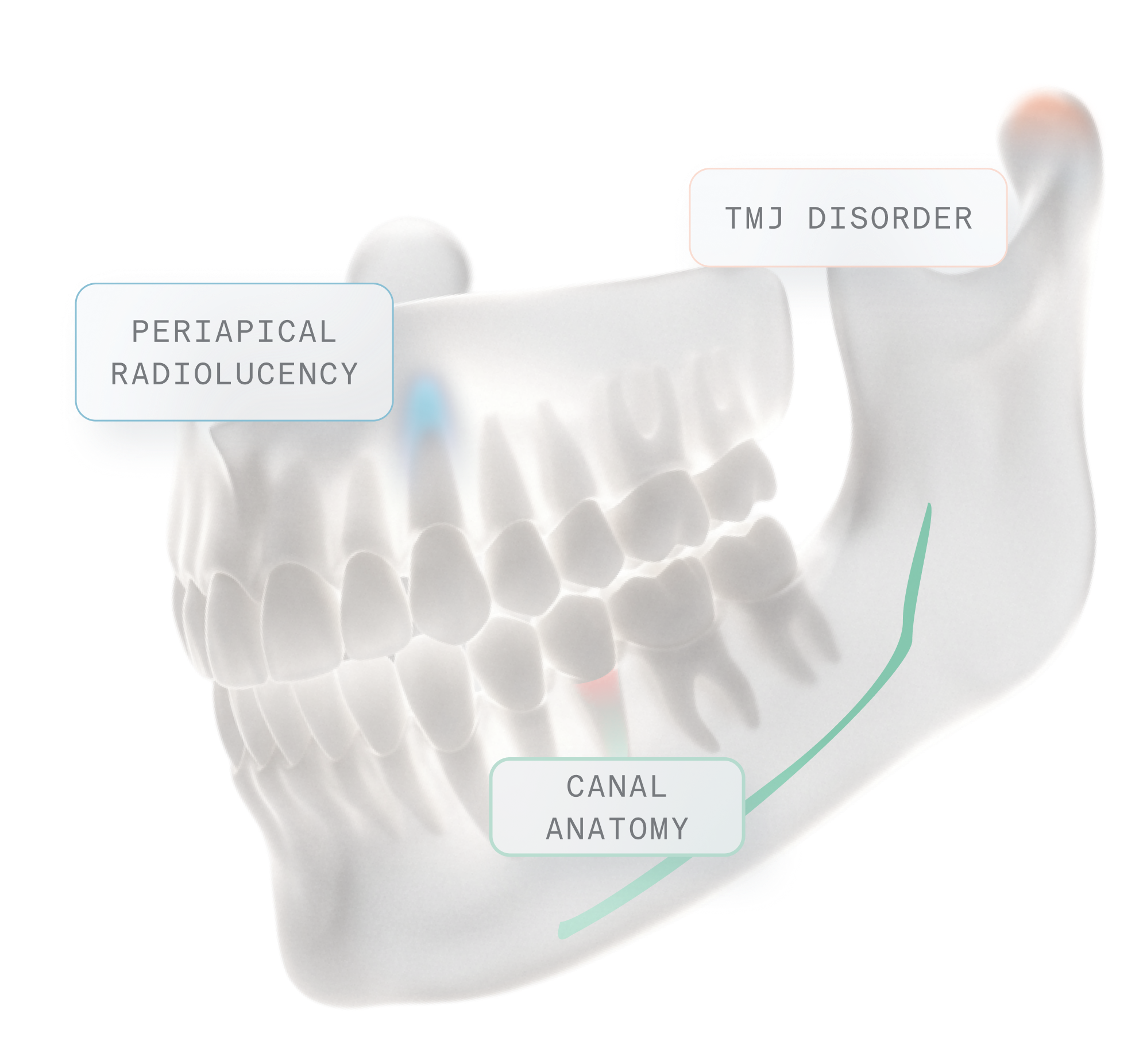 3D illustration of a lower jawbone with teeth, highlighting a molar and canine tooth in light blue and pink shades.